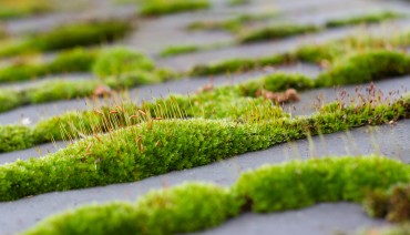 Cover image for article: Connecting biodiversity knowledge and decision-making