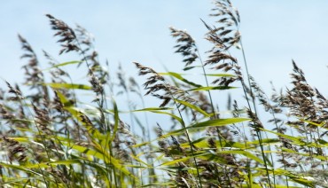 Cover image for article: BioAgora to collaborate with NetworkNature on biodiversity