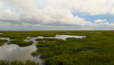 Cover image for article: New BioAgora Call for Knowledge and Experts: Ecological characterization of selected EU wetland habitats