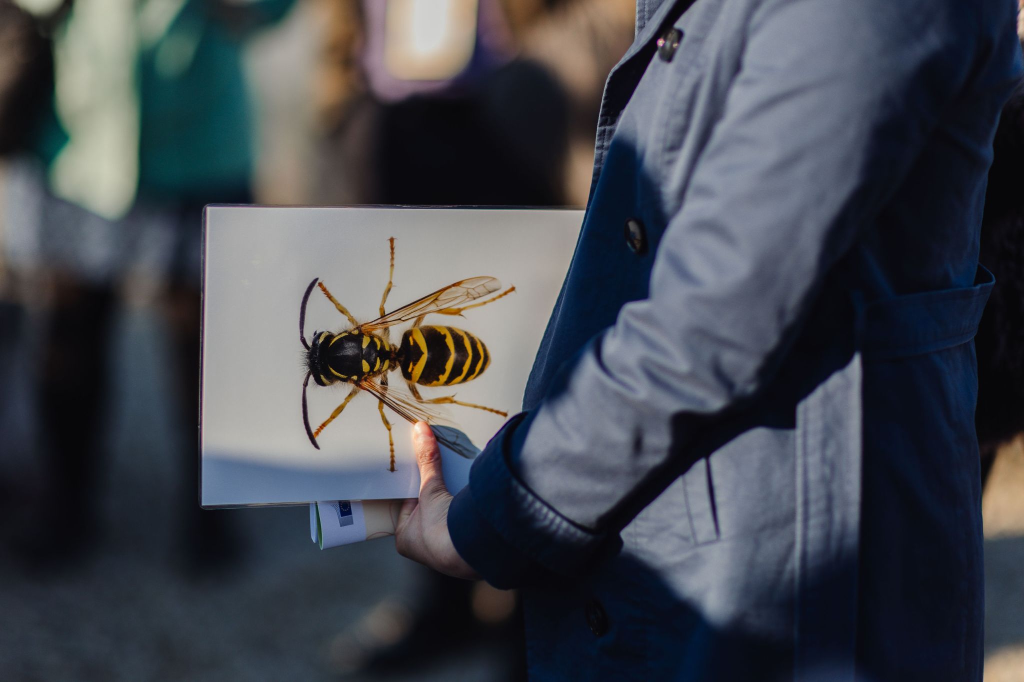 Featured image for Young Citizens Assembly on Pollinators: Bringing Youth Voices into EU Biodiversity Policy