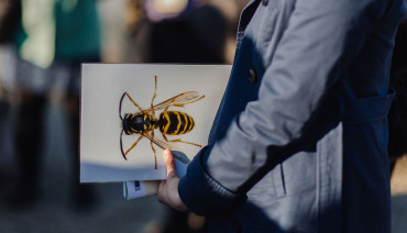 Cover image for Young Citizens Assembly on Pollinators: Bringing Youth Voices into EU Biodiversity Policy