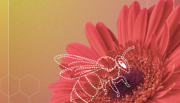 Cover image for article: New workshop report outlines pathways for restoring pollinator connectivity across Europe