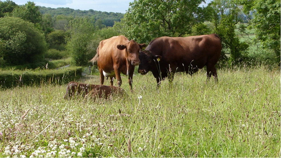 Image representing Agro-ecosystems Knowledge Exchange Network