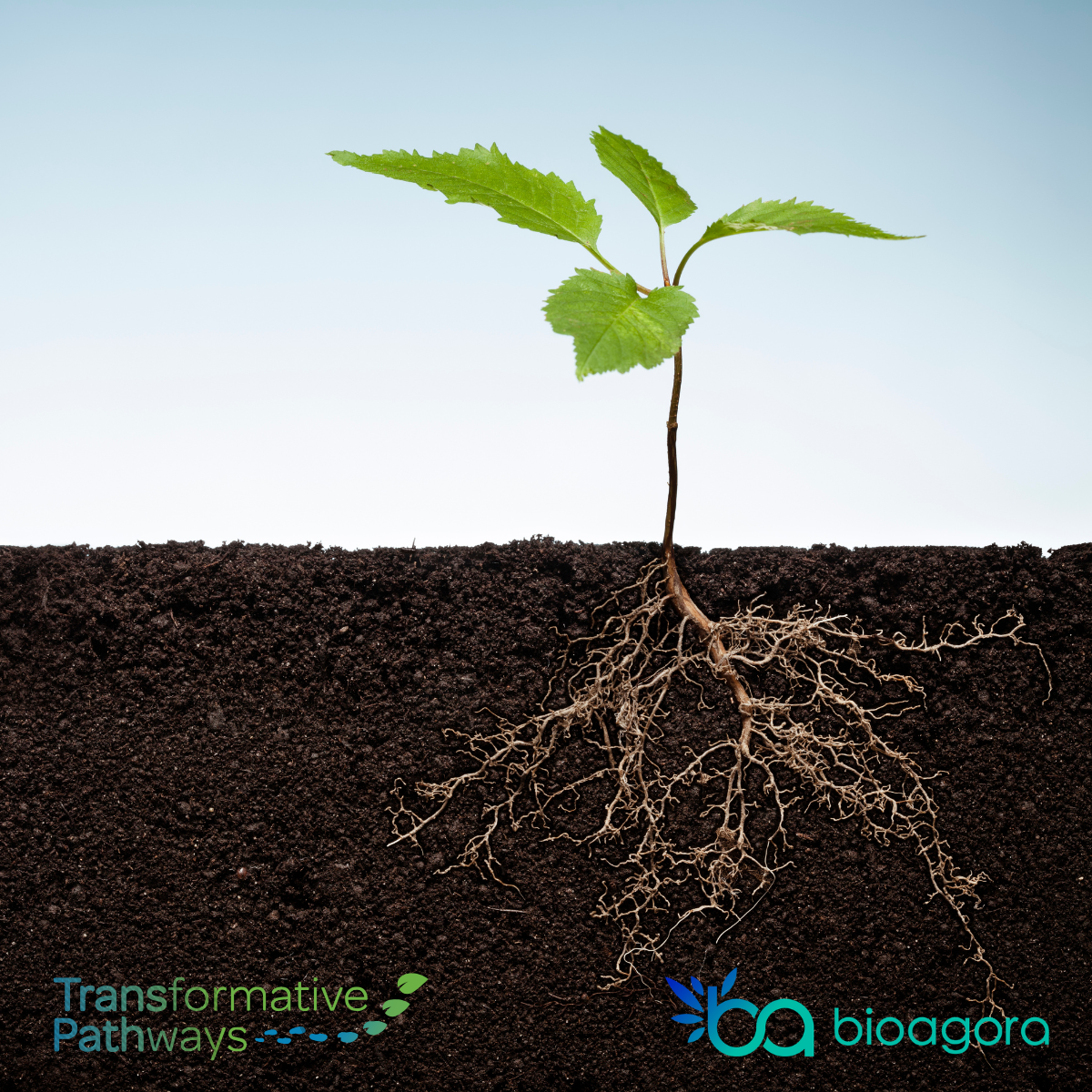 Featured image for Upcoming Online Webinar: Getting to the Roots with (or without) Nature Credits