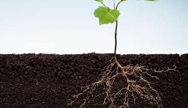 Cover image for article: Upcoming Online Webinar: Getting to the Roots with (or without) Nature Credits