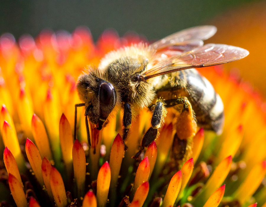 Featured image for Gaming policies for a pollinator-friendly landscape: A look back at BioAgora and Safeguard’s Buzzing Table workshop
