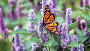 Cover image for article: Integrated assessment of policy interventions for pollinators: Report on the game-based dialogue by BioAgora and Safeguard