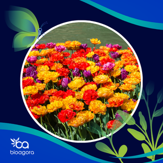 Cover image for publication: Transformative pathways for social networks to navigate towards a nature-positive society: collaborate, challenge and disrupt