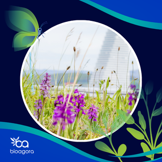 Cover image for publication: Implementing green roofs and walls: Lessons from European experiences