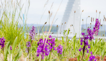 Cover image for New knowledge synthesis report highlights the role of green roofs and walls in supporting climate resilience and biodiversity in European cities