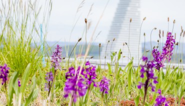 Cover image for article: New knowledge synthesis report highlights the role of green roofs and walls in supporting climate resilience and biodiversity in European cities