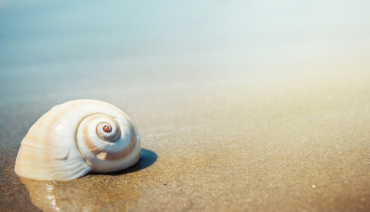 Cover image for article: Eklipse launches call for review on knowledge request submitted to the Science Service for Biodiversity