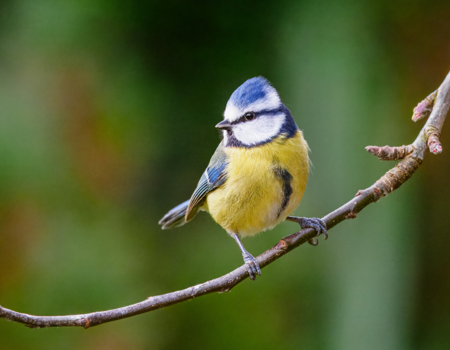 Featured image for BioAgora call for knowledge on urban and peri-urban nature restoration