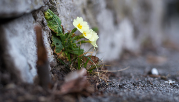 Cover image for BioAgora call for experts on plant species selection for urban nature restoration