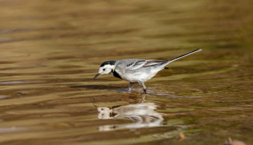 Cover image for European Commission Launches Public Consultation on the Stress Test of the Birds and Habitats Directives