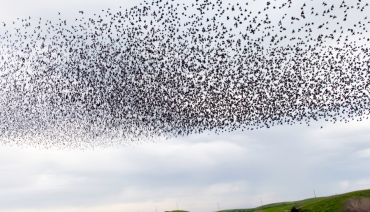 Cover image for article: Predicted decline in common bird and butterfly species despite conservation policy scenarios in Europe