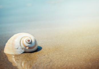 Featured image for news article: Eklipse launches call for review on knowledge request submitted to the Science Service for Biodiversity