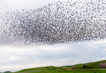 Featured image for news article: Predicted decline in common bird and butterfly species despite conservation policy scenarios in Europe