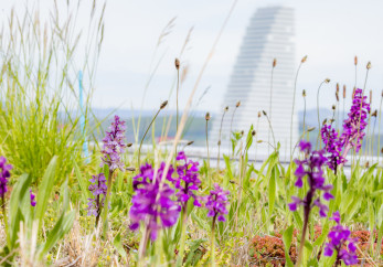 Featured image for news article: New knowledge synthesis report highlights the role of green roofs and walls in supporting climate resilience and biodiversity in European cities