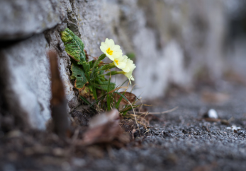 Featured image for news article: BioAgora call for experts on plant species selection for urban nature restoration