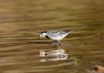 Featured image for news article: European Commission Launches Public Consultation on the Stress Test of the Birds and Habitats Directives