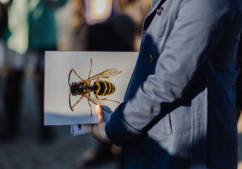Featured image for news article: BioAgora at Young Citizens Assembly on Pollinators: Bringing Youth Voices into EU Biodiversity Policy