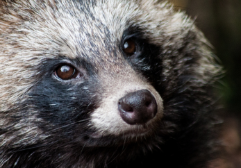 Featured image for news article: BioAgora launches Call for Experts on biosecurity measures against Invasive Alien Species
